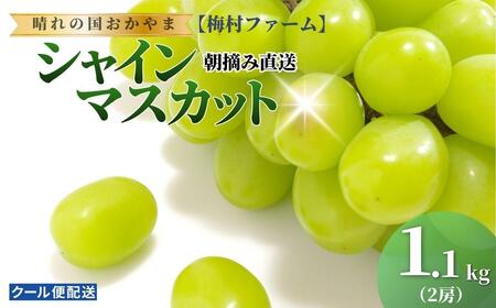 【2026年発送 先行予約】【梅村ファーム】朝摘み直送 シャインマスカット（2房入り 1.1kg以上）【030-a016】