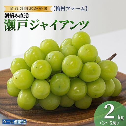 【2026年発送 先行予約】【梅村ファーム】朝摘み直送 瀬戸ジャイアンツ（3～5房入り 約2.0kg）【030-a019】