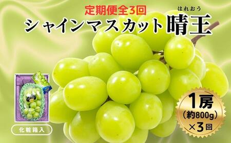 ＜定期便全3回＞ シャインマスカット晴王1房800ｇ化粧箱入  3回コース【2026年発送】[040-a012]