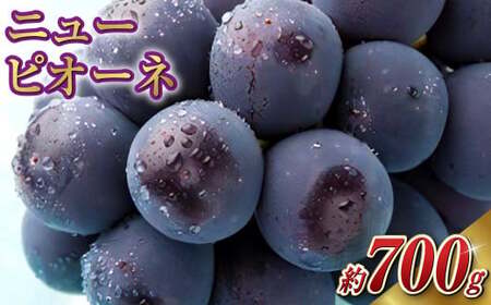 RY j[sI[l 1[ 700g y2025N8{`10{\z R sI[l 햳 Ȃ ʕ  t[c Ԃǂ uhE 