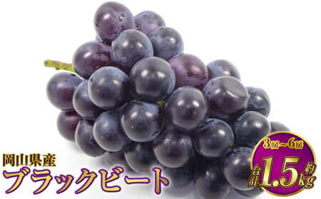 岡山県産 ブラックビート 約1.5kg(3房〜6房)[2025年8月上旬〜9月上旬発送予定] ぶどう ブドウ 葡萄
