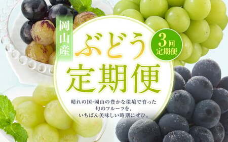 [3回定期便] マスカットオブアレキサンドリア ニューピオーネ 晴王 [2026年7月上旬より順次発送開始] 葡萄 ブドウ ぶどう フルーツ 果物 ギフト 国産 岡山県産
