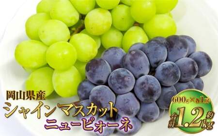 RY VC}XJbguvƃj[sI[l 3LTCY v1.2kg y2026N8{`9{\z  t[c lߍ킹 Ԃǂ