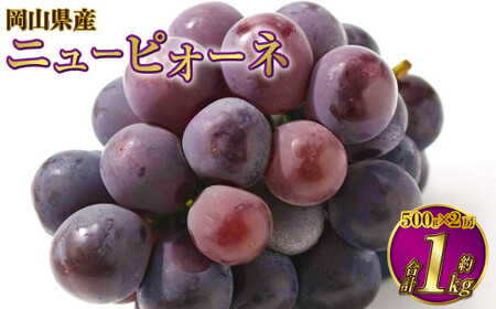 岡山県産 ニューピオーネ 約1kg（500g×2房） 【2026年8月下旬～9月下旬迄発送予定】 果物 くだもの フルーツ ぶどう ブドウ 葡萄