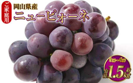 ƒp RY j[sI[l 1.5kgi3[`6[j y2026N8{`9{\z ʕ  t[c Ԃǂ uhE 