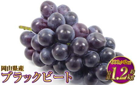 RY ubNr[g 1.2kgi600g×2[jy2026N8{`9{\z Ԃǂ uhE 