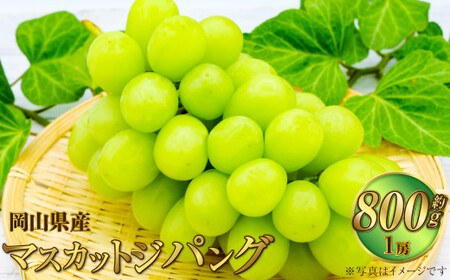 岡山県産 マスカットジパング 約800g(1房)[2026年7月下旬〜8月下旬発送予定] マスカット ぶどう ブドウ 葡萄