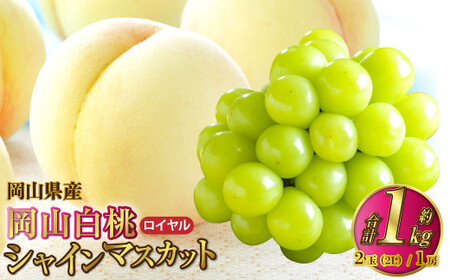 RY R C 2LTCY 250g×2ʁEVC}XJbg  500g×1[ l y2026N7{`8{\z     }XJbg Ԃǂ  uhE Zbg