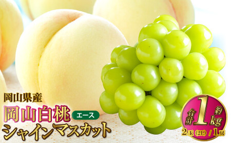 RY R G[X 2LTCY 250g×2ʁEVC}XJbg  500g×1[ l y2026N7{`8{\z     }XJbg Ԃǂ  uhE Zbg