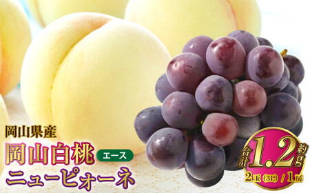 RY R G[X 3LTCY 300g×2ʁEj[sI[l 600g×1[ l y2026N7{`8{\z     sI[l Ԃǂ  uhE Zbg