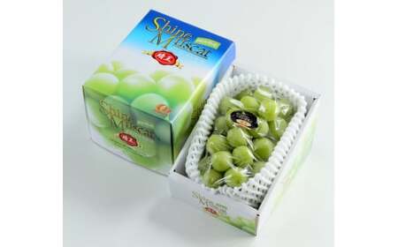 �V���C���}�X�J�b�g���� ��600g×1�[ �y2026�N8�����{�`11�����{�������z ���R �햳�� ��Ȃ� �}�X�J�b�g �ʕ� �������� �t���[�c �Ԃǂ� �u�h�E ���� �①