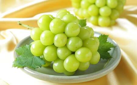 ƒp VC}XJbg  400g×1[ y2026N8{`11{z R 햳 Ȃ }XJbg ʕ  t[c Ԃǂ uhE  Y ①