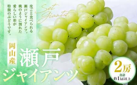 瀬戸ジャイアンツ 2房(1房480g以上) 合計約1kg 化粧箱入り [2026年9月上旬〜10月上旬迄発送予定] 白ぶどう 葡萄 ブドウ ぶどう フルーツ 果物 ギフト 国産 岡山県産