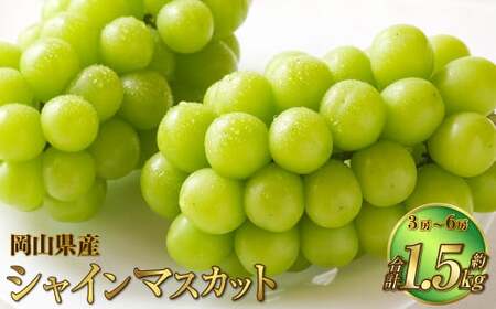 岡山県産 シャインマスカット 晴王 約1.5kg(3房〜6房) [2026年8月下旬〜11月下旬迄発送予定] 果物 くだもの フルーツ ぶどう ブドウ 葡萄 マスカット