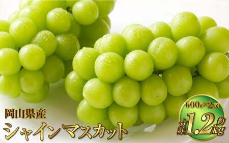 岡山県産 シャインマスカット 晴王 約1.2kg（600g×2房） 【2026年8月下旬～11月下旬迄発送予定】 果物 くだもの フルーツ ぶどう ブドウ 葡萄 マスカット
