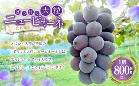 ぼっけえ大粒 ニューピオーネ 1房(800g以上) 化粧箱入り [2026年9月上旬〜10月上旬迄発送予定] ぶどう ブドウ 葡萄 ピオーネ 果物 くだもの フルーツ 冷蔵 国産