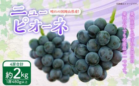 岡山県産 ニューピオーネ 4房(1房480g以上)約2kg [2026年8月下旬〜10月上旬迄発送予定] 果物 くだもの フルーツ ぶどう ブドウ 葡萄 岡山 おかやま 国産 冷蔵