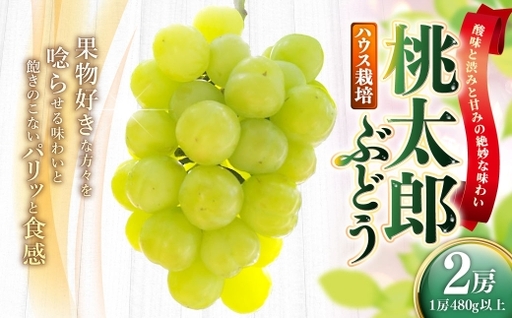 岡山県産 桃太郎ぶどう 2房 ( 1房480g以上 ) ハウス栽培 果物 くだもの 果実 フルーツ 葡萄 ぶどう ブドウ 国産 皮ごと [ 2026年7月上旬〜8月下旬発送予定 ]