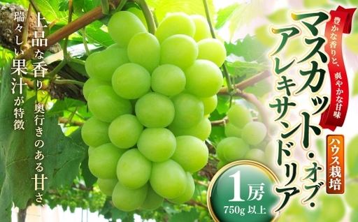 岡山県産 マスカットオブアレキサンドリア 1房 ( 750g以上 ) ハウス栽培 くだもの 果物 果実 フルーツ ぶどう 葡萄 マスカット 国産 マスカット・オブ・アレキサンドリア [ 2026年7月上旬〜8月下旬発送予定 ]