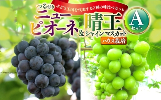 つる付き!ニューピオーネ&晴王 シャインマスカット Aセット ハウス栽培 食べ比べ ブドウ ぶどう 葡萄 果物 くだもの フルーツ 果実 マスカット [ 2026年7月上旬〜8月上旬発送予定 ]