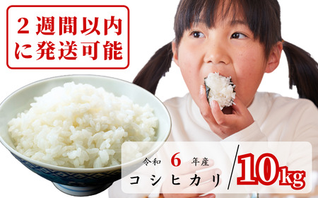[2週間以内に発送可能]R6年産 あわくら源流米 コシヒカリ 白米10kg_K-ag-ADDA
