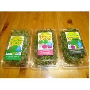 ブロッコリースプラウト 40g×10パック[配送不可地域:離島]