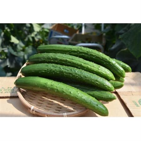 久米南町産　里海きゅうり 20本入(約3kg)【配送不可地域：離島・北海道・沖縄県】【1727201】