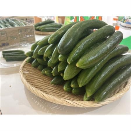 久米南町産　里海きゅうり 約5kg　50本以上【配送不可地域：離島・北海道・沖縄県】【1727202】