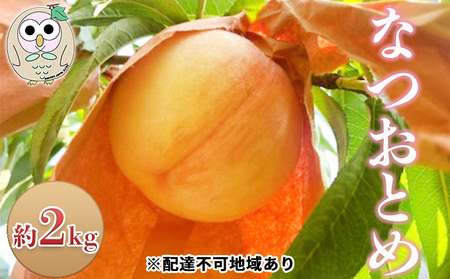 桃 白桃 なつおとめ 約2kg 5〜8玉 もも フルーツ 果物 岡山 美咲町産
