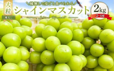 大粒 シャインマスカット 2〜4房 計約2kg [2025年10月上旬〜12月上旬発送予定] / マスカット 葡萄 ブドウ 種無し 種なし