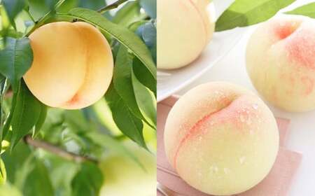清水白桃 エース 3玉 約750g [2025年7月上旬〜7月下旬発送予定] / 白桃 桃 もも モモ