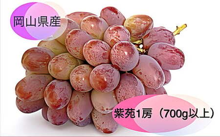 紫苑 1房(700g以上) 化粧箱入り [2025年10月下旬〜11月下旬まで発送予定] / 葡萄 ぶどう 果物 果実 フルーツ 種なし 岡山県 美咲町 冷蔵