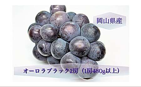 オーロラブラック 2房 (1房480g以上) 化粧箱入り [2025年8月下旬〜9月下旬まで発送予定] / 葡萄 ぶどう 果物 果実 フルーツ 岡山県 美咲町 冷蔵