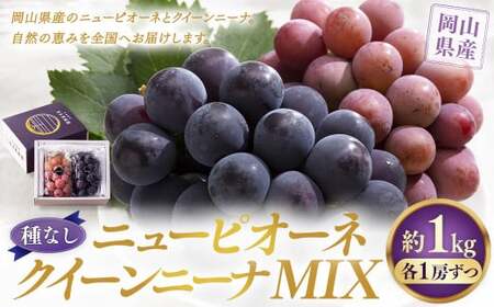 [種なし] 岡山県産 ニューピオーネ ・ クイーンニーナ MIX 1kg箱(各1房ずつ) [2025年8月下旬〜9月上旬発送予定] / ぶどう ブドウ 葡萄 大粒 種なし 種無し フルーツ 果物 くだもの 果実 セット 特別セット