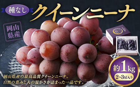 【種なし】 岡山県産 クイーンニーナ 1kg箱（2~3房入り） 【2026年8月下旬-9月上旬発送予定】 ／ ぶどう ブドウ 葡萄 大粒 種なし 種無し フルーツ 果物 くだもの 果実