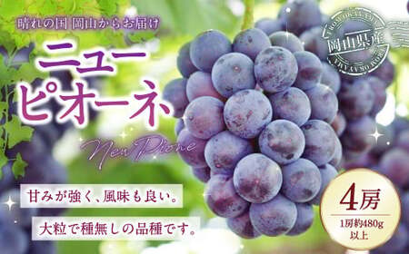岡山県産 ニューピオーネ 4房 (1房480g以上) 約2kg [2025年8月下旬〜10月上旬発送予定] / 葡萄 ぶどう 果物 果実 フルーツ 種なし 岡山県 美咲町 冷蔵