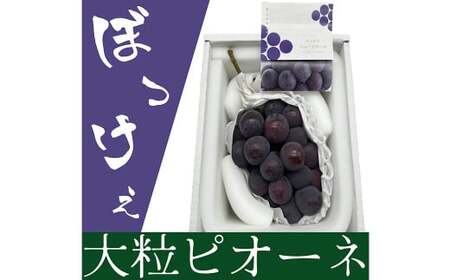 ぼっけえ大粒 ニューピオーネ 1房 (800g以上) 化粧箱入り [2025年9月上旬〜10月上旬発送予定] / 葡萄 ぶどう 果物 果実 フルーツ 種なし 大粒 岡山県 美咲町 冷蔵