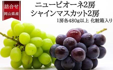 詰合 / ニューピオーネ 2房 ・ シャインマスカット 晴王 2房 (1各480g以上) 化粧箱入り [2025年9月上旬〜10月上旬発送予定] / 葡萄 ぶどう マスカット 果物 果実 フルーツ 種なし 詰め合わせ 詰合せ 岡山県 美咲町 冷蔵