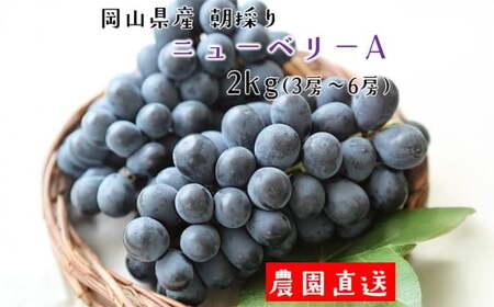朝採り ニューベリーA 約2kg (3〜6房) [2025年8月下旬から9月下旬発送予定] / ぶどう 葡萄 果物 果実 フルーツ 種なし 小粒 岡山県 美咲町 冷蔵