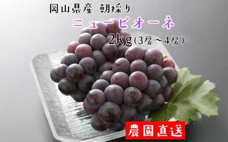 朝採り ニューピオーネ 約2kg (3〜4房) [2025年8月下旬から9月下旬発送予定] / ぶどう 葡萄 果物 果実 フルーツ 大粒 岡山県 美咲町 冷蔵