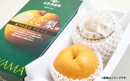 あたご梨 約750g×2玉 計約1.5kg 化粧箱 / 愛宕梨 梨 なし ナシ 果物 [2025年11月下旬〜12月下旬発送予定]