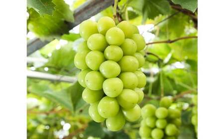 シャインマスカット 晴王 4房(1房480g以上)[2026年8月下旬〜10月下旬まで発送予定] / マスカット 葡萄 ぶどう 果物 果実 フルーツ 種なし 皮ごと 大粒 岡山県 美咲町 冷蔵