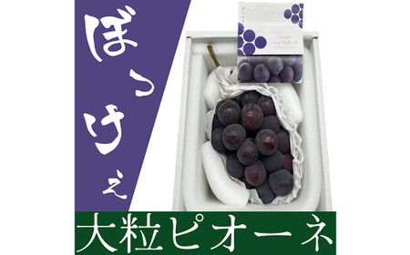 ぼっけえ大粒 ニューピオーネ 1房 (800g以上) 化粧箱入り [2026年9月上旬〜10月上旬迄発送予定/ 葡萄 ぶどう 果物 果実 フルーツ 種なし 大粒 岡山県 美咲町 冷蔵