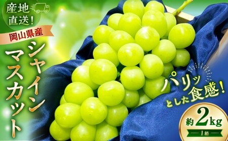 [先行予約] 岡山県産 シャインマスカット 2kg 1箱 / フルーツ 果物 くだもの 食品 人気 おすすめ [2026年9月下旬-10月下旬発送予定]