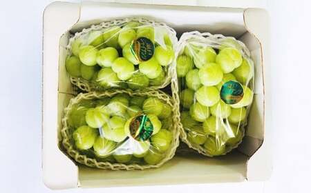 Ԃǂ 2026N s\ VC }XJbg 3`4[ v2kgȏ y2026N9{`9{\z ^ uhE  VC}XJbg Ȃ 炲 RY Y t[c ʕ Mtg