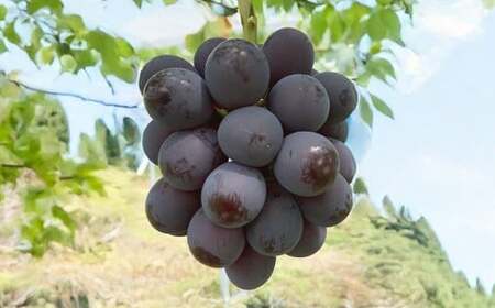 Ԃǂ 2026N s\ j[ sI[l 2[ v1.2kgȏ y2026N8{\z ^ uhE  j[sI[l RY Y t[c ʕ Mtg ͖{_ R 璬 ①