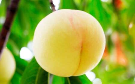 y  ƒ p z R  2 6 1.5kg y 2026N7{8{\ z ^ ʕ  t[c   Â  _炩 W[V[  R 璬