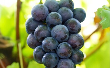 y ƒ pz sI[l 2`3[ 1.2kg y 2026N9{10{\ z ^ ʕ  t[c Ԃǂ uhE  嗱 Ö Â ʏ` H׉ R 璬