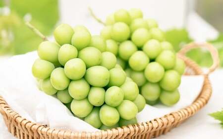 �v���~�A�� �嗱 �V���C���}�X�J�b�g 2�[ �i1.3kg�ȏ�j �y2026�N8�����{����10����{�������\��z �^ �������� �ʕ� �ʎ� �t���[�c �Ԃǂ� �u�h�E ���� �}�X�J�b�g �① ���R�� ���璬