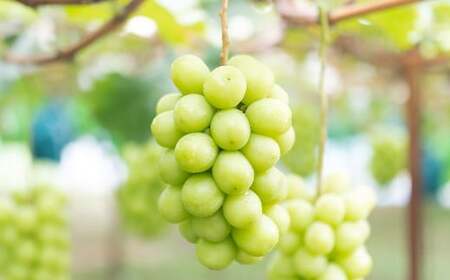 ���ƒ�p �V���C���}�X�J�b�g 3�`5�[ �i2kg�ȏ�j �y2026�N8�����{����10����{�������\��z �^ �������� �ʕ� �ʎ� �t���[�c �Ԃǂ� �u�h�E ���� �}�X�J�b�g �① ���R�� ���璬